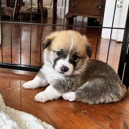 Chungus, son of Wellington - Fawn male Pembroke Welsh Corgi puppy in Northampton, Massachusetts from Lola’s Corgis