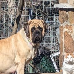 Anna - Mastiff