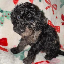 Herb - Merle male Goldendoodle puppy in Greenville, South Carolina from Law Doodles of SC