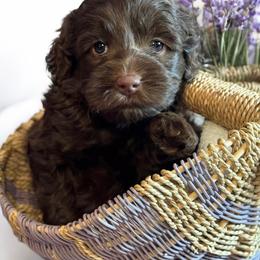 Australian Labradoodle Puppies from Labradoodles of Montana