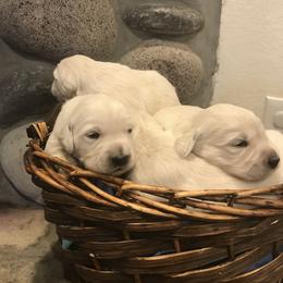 Golden Retriever Puppies from Ann Bonsell