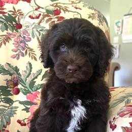 General - Chocolate male Australian Labradoodle puppy in Dawson, Georgia from Still Pond Australian Labradoodles