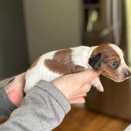 Dachshund Puppies from Rea's Puppies