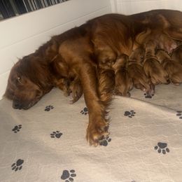 Boy1 - Dark golden male Golden Retriever puppy in Litchfield, Illinois from Moore’s Goldens