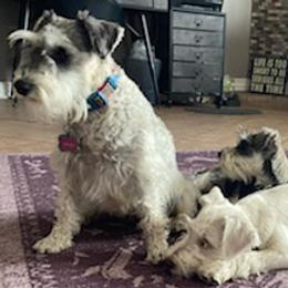 Miniature Schnauzers from King kyro n Kinley karma