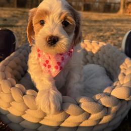Midnight - Parti female Goldendoodle puppy in Rose Hill, North Carolina from Red Door Canines
