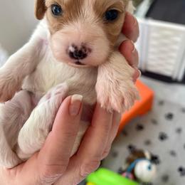 Cavachon, Cavalier King Charles Spaniel, and Cavapoo Puppies from LierChonPoo