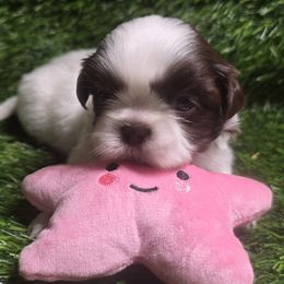 Pearl - Liver and white female Shih Tzu puppy in Brighton, Missouri from Morningstar's Shih Tzu