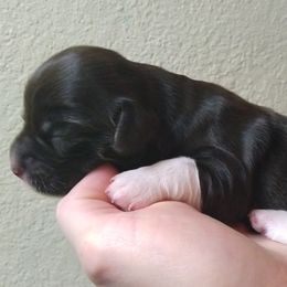 Boy 1 - Chocolate Havanese puppy in Spokane, Washington from Happy Havanese