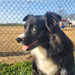 Sundae - Miniature Australian Shepherd