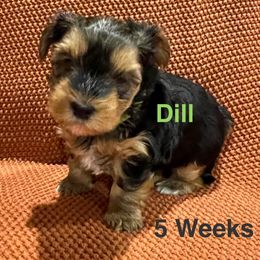Dill - Black and tan male Yorkshire Terrier puppy in Forest, Virginia from Majestic Touch Kennels and Pet Services