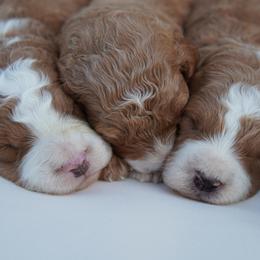 Goldendoodle Puppies from Henriquez Puppies