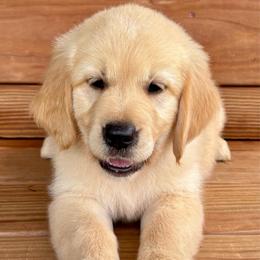 Sophie - Light golden female Golden Retriever puppy in Doniphan, Missouri from Stockford’s Golden Retrievers
