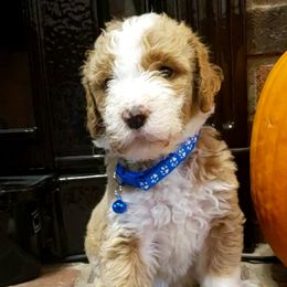 Boy 1 - Brown Bernedoodle puppy in Columbia, Missouri from Silver Creek Pups