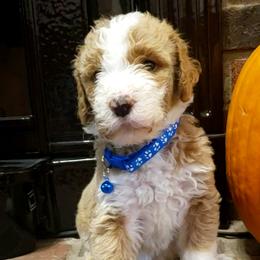 Boy 1 - Brown Bernedoodle puppy in Columbia, Missouri from Silver Creek Pups