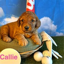 Callaway “Callie” - Red  female Goldendoodle puppy in Chelan, Washington from North Cascades Doodles