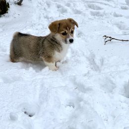 Pembroke Welsh Corgi Puppies from Concerto Corgis