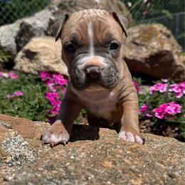 Austin - Blue fawn male American Staffordshire Terrier puppy in Marietta, Georgia from Ambition Amstaffs