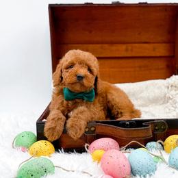 Toby - Red  male Goldendoodle puppy in North Carolina from NC Doodle Puppies