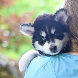 "Cocoa Pebbles" - Black and white Pomsky puppy in Wisconsin from Sugar Maple Pomskies
