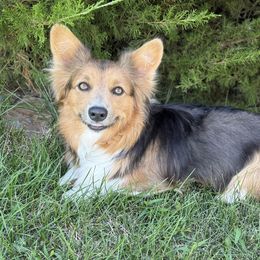 BB - Pembroke Welsh Corgi