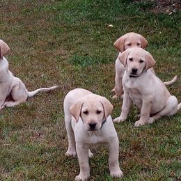 Labrador Retriever Puppies from Taylor Maid Labradors