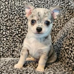 AKC CH SIRED ENZO - Blue merle male Chihuahua puppy in Newport, Maine from Pinewood Acres Chihuahuas