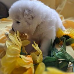 Dandy Lion - White and biscuit male Samoyed puppy in Bernalillo County, Washington from ChinookStar Sams