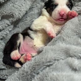 Border Collie Puppies from Wandering Meadows Farm