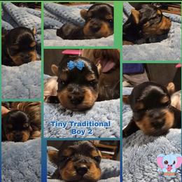 Boy 2 - Black and tan male Yorkshire Terrier puppy in Gatesville, Texas from Schultz Yorkies byGrace
