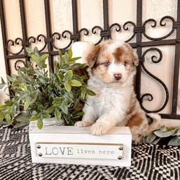 Venus - Brown merle female Aussiedoodle puppy in Beaver, Utah from Rocky Ridge Ranch