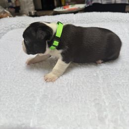 Boston Terrier Puppies from Washburns bostons
