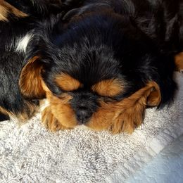 Cavalier King Charles Spaniel Puppies from Phoenix Rose Cavalier King Charles