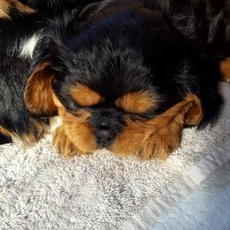 Cavalier King Charles Spaniel Puppies from Phoenix Rose Cavalier King Charles