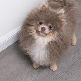 Louis - Pomeranian