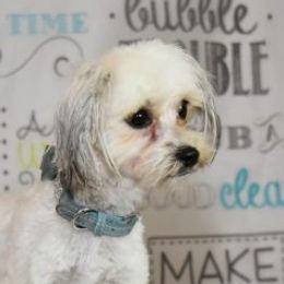 Roth - Maltipoo