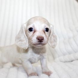 Boy 1 - male Dachshund puppy in Fairfax, Iowa from Grayson’s Lovable Dachshunds