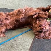 Sussex Spaniel Puppies from Brass Lite Kennel