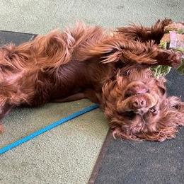 Sussex Spaniel Puppies from Brass Lite Kennel