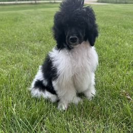 Bernedoodle, Goldendoodle, and Poodle Puppies from Country View Bernedoodles and Goldendoodles
