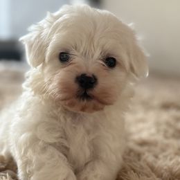 Maltese from Bichoncitos Malteses ❤️