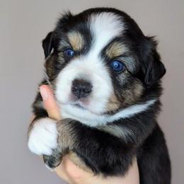Blossom - Black tri female Miniature American Shepherd puppy in Harrisonville, Missouri from Trailside Mini Aussies