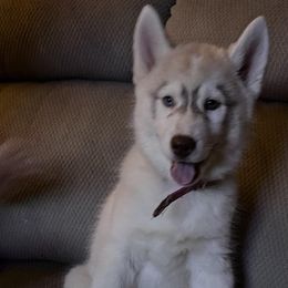 Lavender - Red and white Siberian Husky puppy in Princeton, North Carolina from Boon Hill Huskies