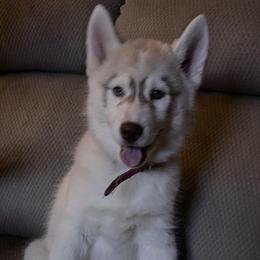 Lavender - Red and white Siberian Husky puppy in Princeton, North Carolina from Boon Hill Huskies