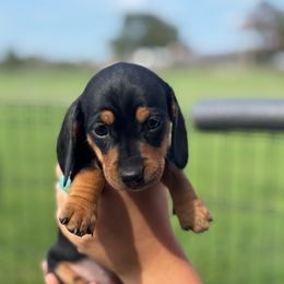 Bingo - Black and tan female Dachshund puppy in Afton, Oklahoma from C5 Doodles