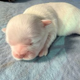 Comet - White male Shih Tzu puppy in Orlando, Florida from Jenny's Shih Tzus