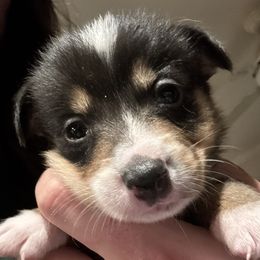 Rudolph - Black and tan male Pembroke Welsh Corgi puppy in Orangevale, California from Corgis of the Heart