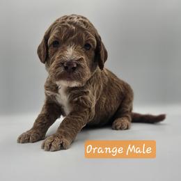 Orange Male - Red  male Goldendoodle puppy in Mocksville, North Carolina from Hunting Creek Farm & Kennel