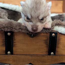 Ranni - Red and white female Siberian Husky puppy in Caribou, Maine from Northlane Siberians
