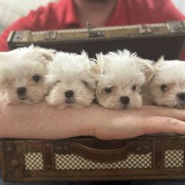 Maltese Puppies from Regal Maltese